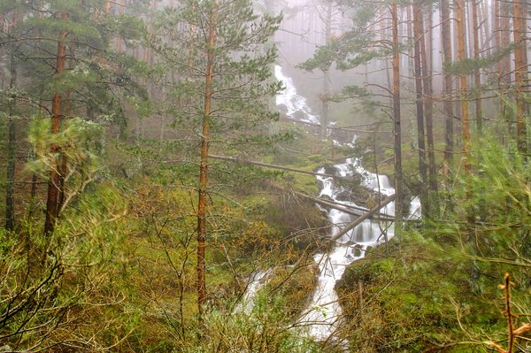 How to Set Up a Biotope Aquarium for a Specific Amazonian Fish Species?