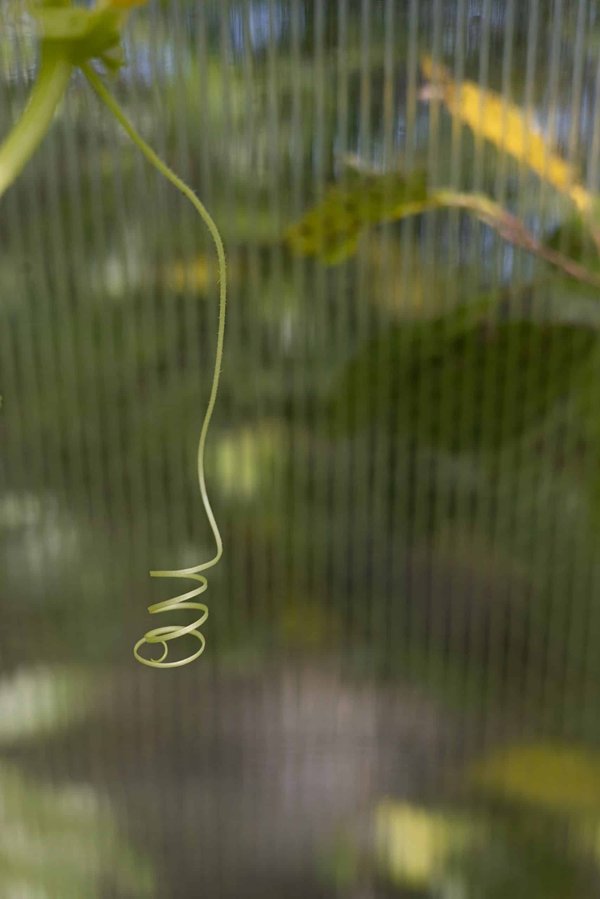 How to Train a Cat to Accept a New Type of Cat Litter?